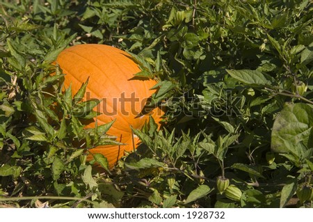 Pumpkins in a pumpkin patch in rural Illinois