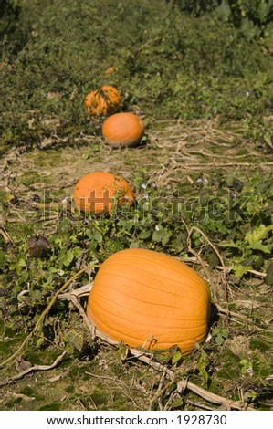Pumpkins still attached to the vine in a pumpkin patch in rural illinois