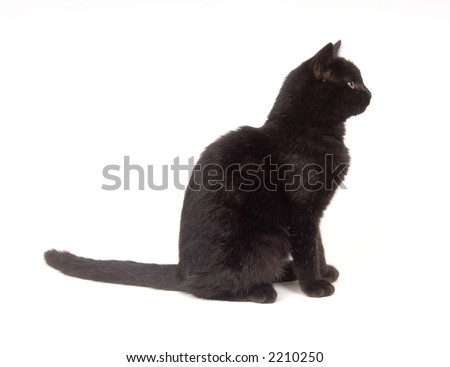 Cat Sitting Profile