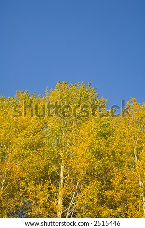The yellow leaves of an aspen stand out against a blue sky in Grand Teton National Park