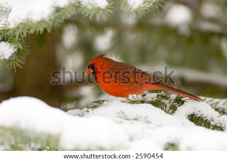 A northern cardinal sits in an evergreen tree following a snowstorm in Illinois