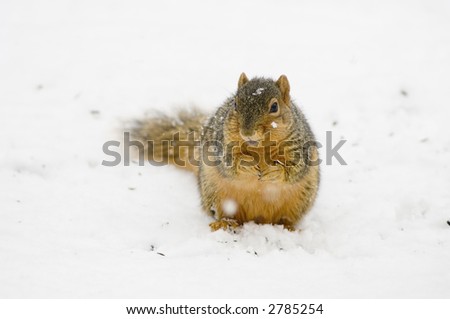 A squirrel digs through the snow in search of a quick meal