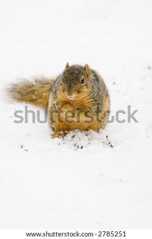 A squirrel digs through the snow in search of a quick meal