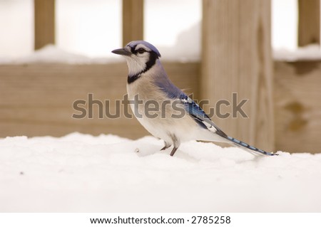 A bluejay looks for a meal in the snow