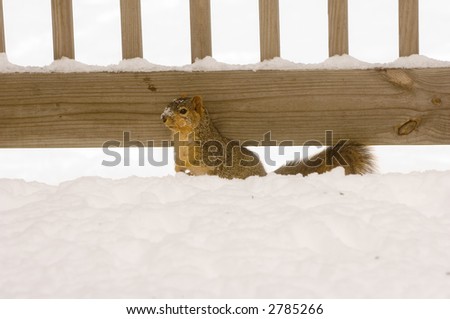 A squirrel looks for a quick meal in the snow following a winter storm.