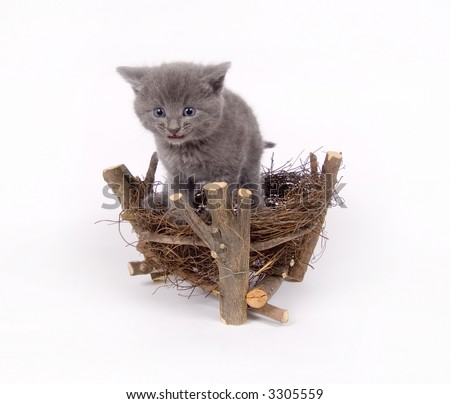 A gray cat climbs into a decorative birds nest on white background