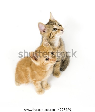 Two kittens looking up towards the sky on white background
