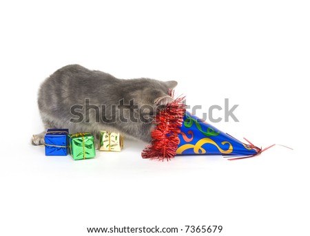 kitten party hat