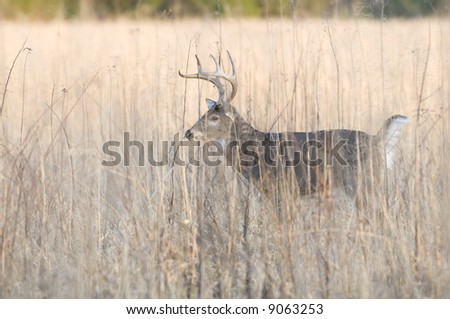 A whitetail deer buck is hidden in the high weeds of a field in Tennessee