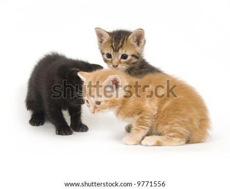 Pictures Of Kittens Playing. Three kittens playing on a