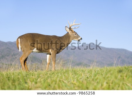 A large whitetail deer buck makes its way through a green, grassy meadow with mountains