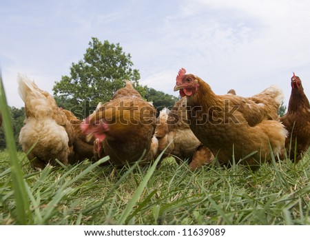 A rooster stands amongst its hens in the pasutre of an Illinois farm.