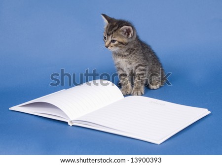A kitten sits next to a white, wedding guest book on a blue background