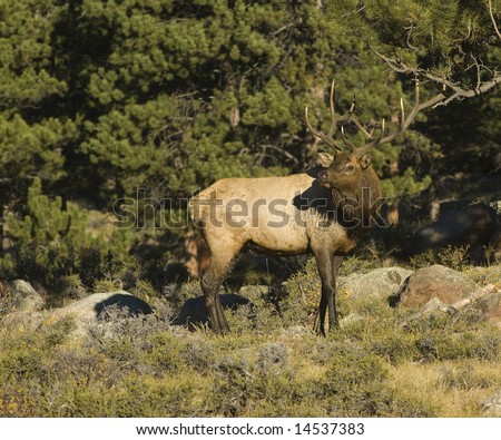 A bull elk makes its way into a meadow in the Rocky Mountains