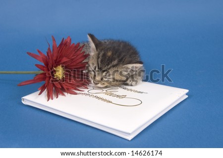 A tabby kitten lays down for a rest on a white wedding guest book next to a flower on a blue background. One in a series.