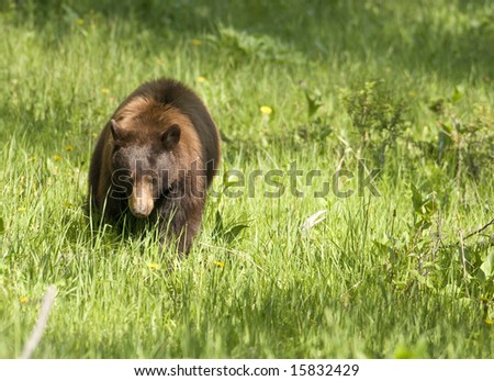 A black bear walks through the wilderness in the American west.