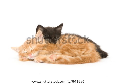Two Kittens Together