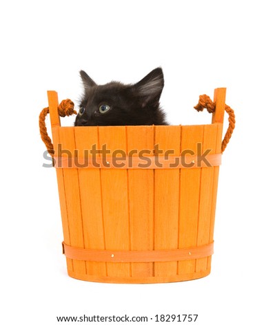 A black kitten inside of an orange barrel used for halloween decorations