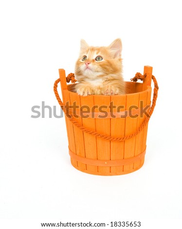 A yellow kitten sits inside of an orange barrel that is used for Halloween decorations