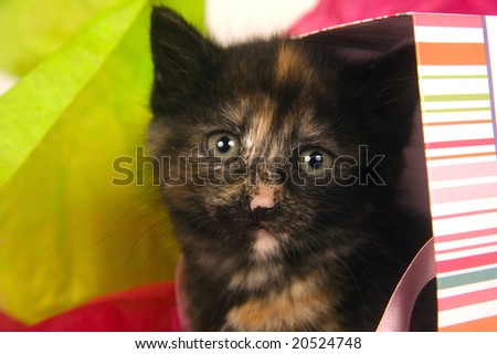 A pie colored kitten peeks out of a gift bag