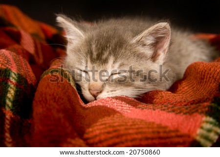A kitten takes a nap on a red blanket