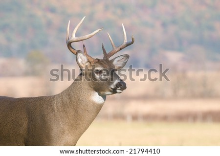 Buck Profile