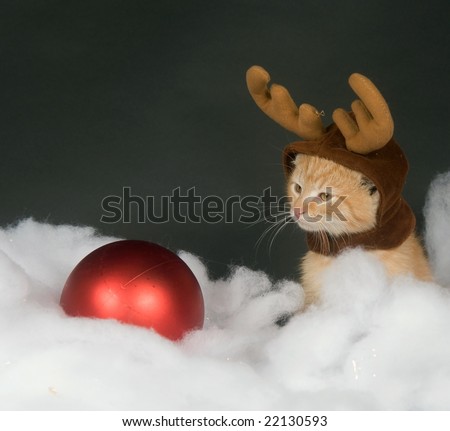 A yellow kitten with reindeer antler hat sitting in fake snow with a red Christmas ornament
