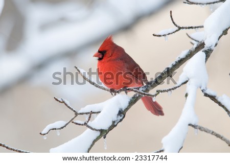 A northern cardinal perched on a snow covered branch following a winter snow storm