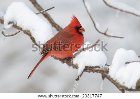 A northern cardinal perched on a snow covered branch following a winter snow storm