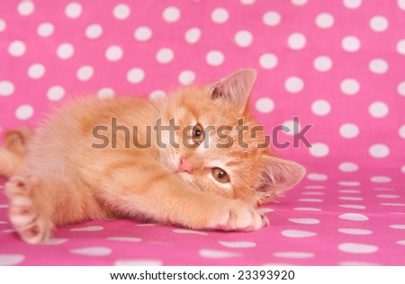 A yellow kitten on a pink polka dot background for valentines day