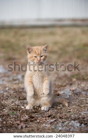 A yellow kitten sits back on its hind legs while playing in a yard