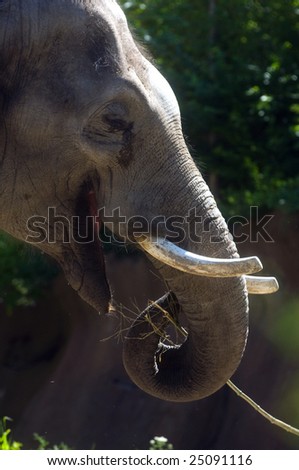 An elephant snacks on food at a zoo