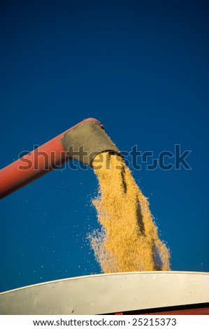 Corn pours into a grain wagon during harvest