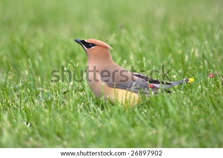 A cedar waxwing holds a service berry in its beak before eating it while foraging for food in the grass