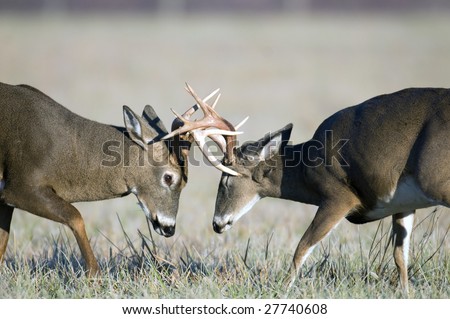 Whitetail Deer Fight