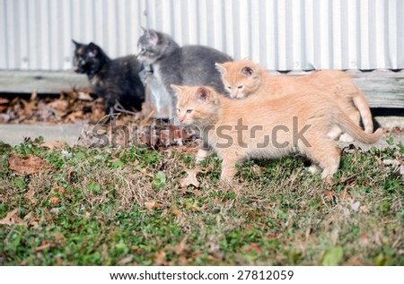 A group of kittens stands next to an old metal machine shed