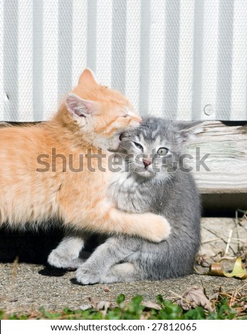 A male yellow kitten bites his sister on the head while playing rough on a summer afternoon.