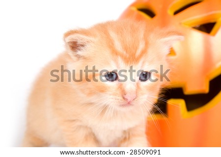 A kitten stands next to a plastic jack o lantern on a white background