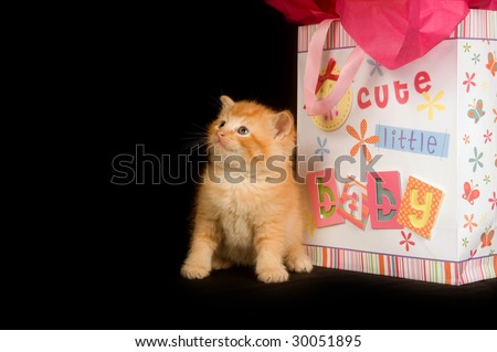 A yellow kitten sits next to a baby gift bag on a black background