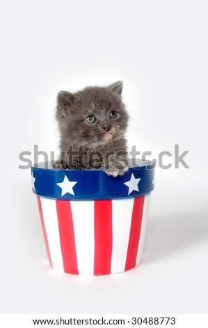 A gray kitten sits inside a red white and blue flower pot for memorial day or fourth of july