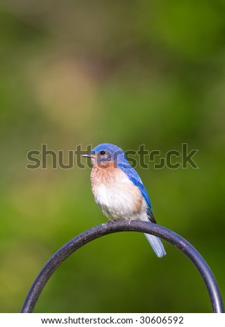 A male eastern bluebird perched on a metal pole with green background
