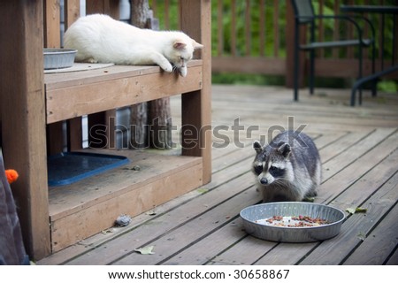 Kitten watching as raccoon moves in to steal food. Shows wildlife and pet interaction