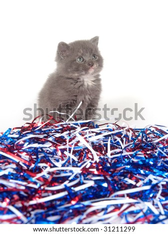 A gray kitten with red white and blue decorations for Fourth of July