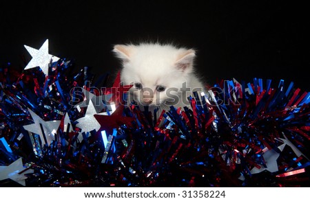 fourth of july decorations to make. stock photo : A white kitten surrounded by Fourth of July decorations on a