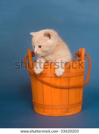 A yellow kitten sitting inside of orange bucket on blue background