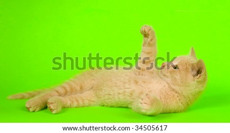 Yellow kitten laying down and looking up on green