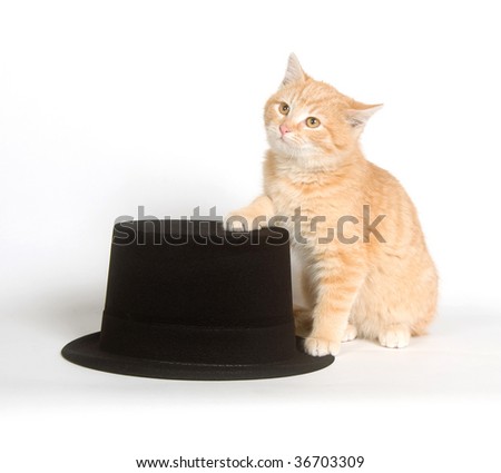 top hat cat. next to a black top hat on