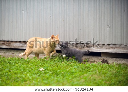 Kitten trying to get its mother to play while outside