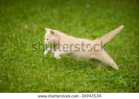Kitten Running
