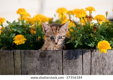 Adorable kitten surrounded by colorful mums peeks out of a barrel flower pot